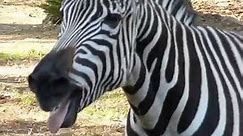 Zebra at Zoo