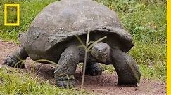 World's Biggest Tortoise Can Live Up to 120 Years | National Geographic