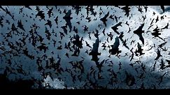Bats Flying (Sound Effect)