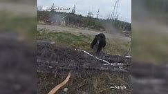 Black bear attacks hunter in terrifying video
