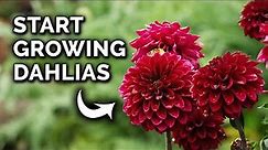 How to Plant Dahlia Tubers From Start to Finish