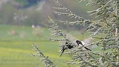 Video gratis - Zahna-Elster, Burung, Musim Semi