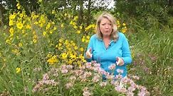 Wild flowers: Growing goldenrod and getting rid of the real allergen bad guy - Ragweed | GET GROWING
