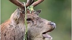 The red deer's (Cervus elaphus) sound like this? | Natural World