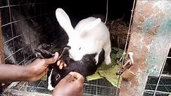 Mating rabbits. Assisted is a successful breeding.