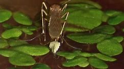 All Biology - Muỗi ( Culex pipiens ) đẻ trứng...