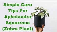Unveiling the Beauty of Aphelandra Squarrosa (Zebra Plant) A Comprehensive Care Guide