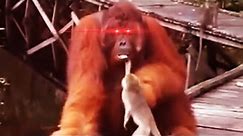monkey steals banana from orangutan meme