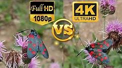 Full HD 1080p vs. 4K Ultra HD - Sample Test Video - Side by Side Comparison - Karşılaştırma