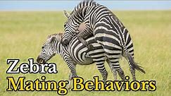 Surprising Facts About Zebras Mating Behaviors | Zebras Real Mating Footages