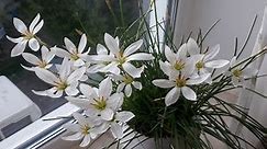 Zephyranthes (Upstart). Care, reproduction, transplantation in open ground. Zephyranthes. Care, reproduction