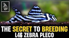 How to Breed Zebra Plecos | L046 Zebra Pleco Breeding & Caring Guide | Serendib Aquatics
