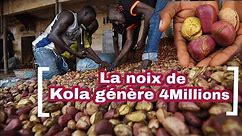 Comment la noix de Kola génère 4 Millions/Ha/An ?