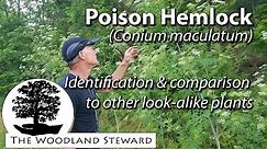 Poison Hemlock (Conium maculatum) - 6/15/20 - It’s all around you!