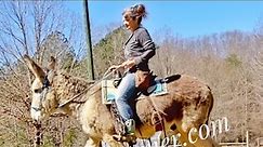 Training a Riding Donkey for Trails