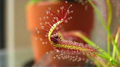 Drosera Capensis (Cape Sundew) Eating A Fruit Fly (High Quality/HD Time Lapse)