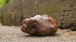 ‘Biggest Potato in the World’ Is Living Its Best Life