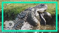Huge alligator eats another gator in South Carolina