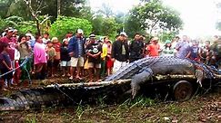 Giant crocodile | BIGGEST CROCODILE | LARGEST CROCODILE | HUGE CROCODILE