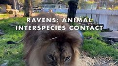 Ravens: Animal Interspecies Contact