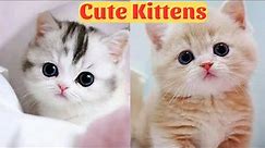 Cute Kittens - Funny and Cute Cat Videos Compilation 2023 #13