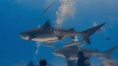 Epic Diving - Amazing what you can capture with an iPhone!...