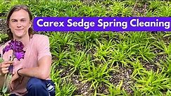 Sedge Carex Spring Cleaning - How to