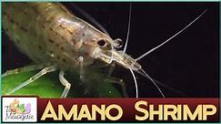 All About Amano Shrimp