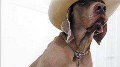 Cool Dog Photos - Dogs with Style - Pictures of Cool Dogs - Pet Dogs with Coolness