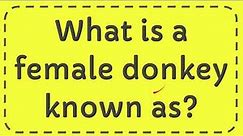 What is a female donkey known as?