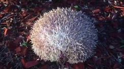 Hedgehog Behavior: Curling Up Into A Ball, "Popping" and "Hissing"