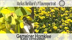 Hornklee, TOP Hummelpflanze, Schmetterlingsfutterpflanze, ein MUSS für jeden Naturgarten