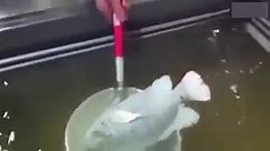 Frozen Fish Comes Back To Life After Thawing!