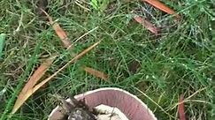 Mushroom in lawn