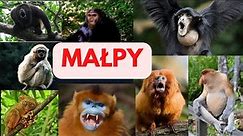 Małpy, Małpokształtne, szympans, pawian, goryl, gibon, , orangutan, makak, wyjec czarny, siamang