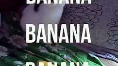 Cat No Banana - "He Not Like the Banana" (Lyric Video)