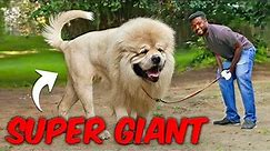 Top 10 Largest Dog Breeds in the World - Big Dogs Revealed