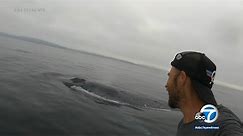 Blue whale swims extremely close to paddleboarder off California coast | ABC7 Chicago
