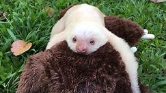 Abandoned White Sloth Clings to Stuffed Animal for Emotional Support