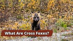 What is a Cross Fox? Cross Foxes Explained
