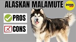 Alaskan Malamute 101 - Pros and Cons of Owning