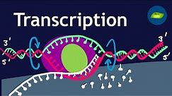 Transcription | Gene Expression| Basic Science Series