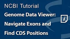 Genome Data Viewer: Navigate Exons and Find CDS Positions