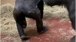 Gorilla playtime at Zoo Atlanta