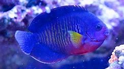 Care for Coral Beauty Angelfish Centropyge bispinosa 珊瑚美人