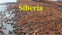Travel To Siberia,Beautiful Places to Visit in Siberia,siberian Tourism History Culture & Traditions