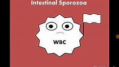 Intestinal Sporozoa (Cryptosporidium, Cyclospora, Cystisospora) بوغيات الجهاز الهضمي