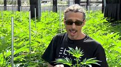 Cannabis Trimming, Training & Pruning: Kyle Kushman / Green Flower Cannabis Cultivation Course