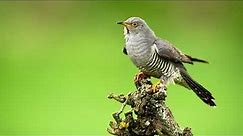 The song of the Common Cuckoo - Nature and Bird Sounds to recognize the Common Cuckoo | 10 Hours