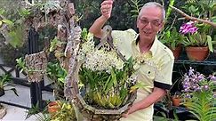 How I care for my Dendrobium Lowana Nioka (Den. antennatum X Den. canaliculatum )